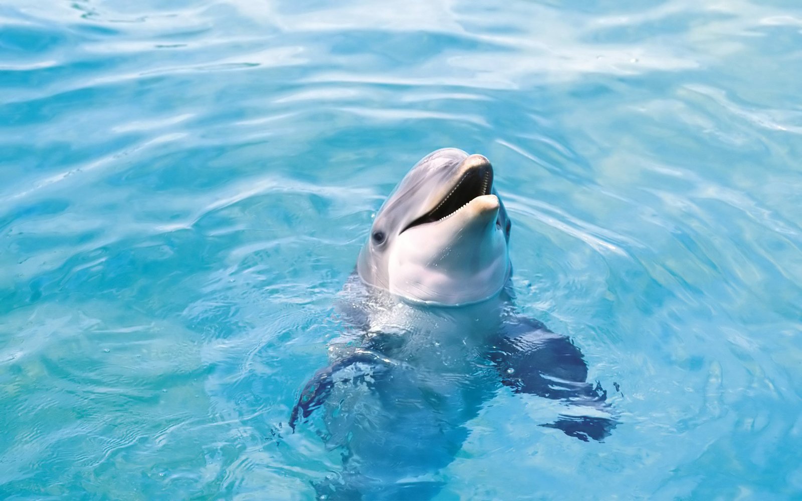 Dolphin HD Wallpapers HD wallpaper