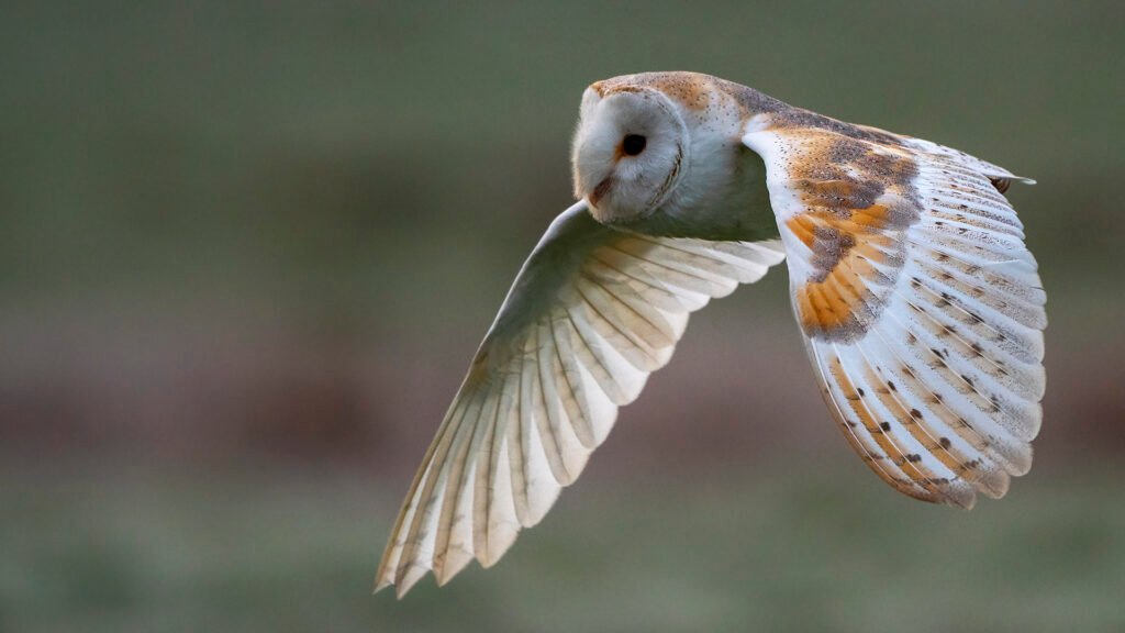barn owl HD wallpapers