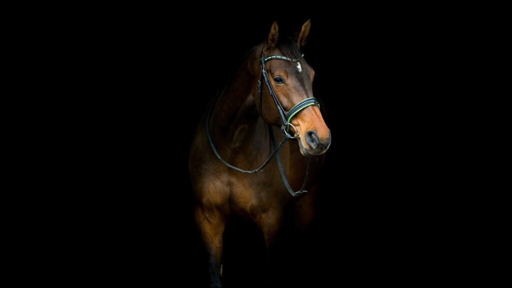 wild horse wallpapers