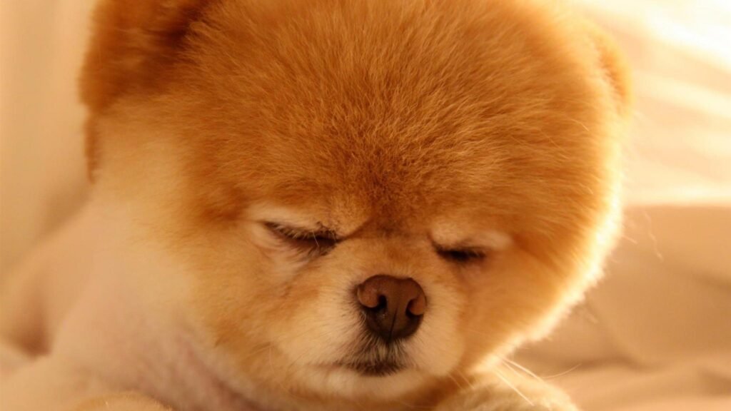 Boo the Dog HD wallpapers
