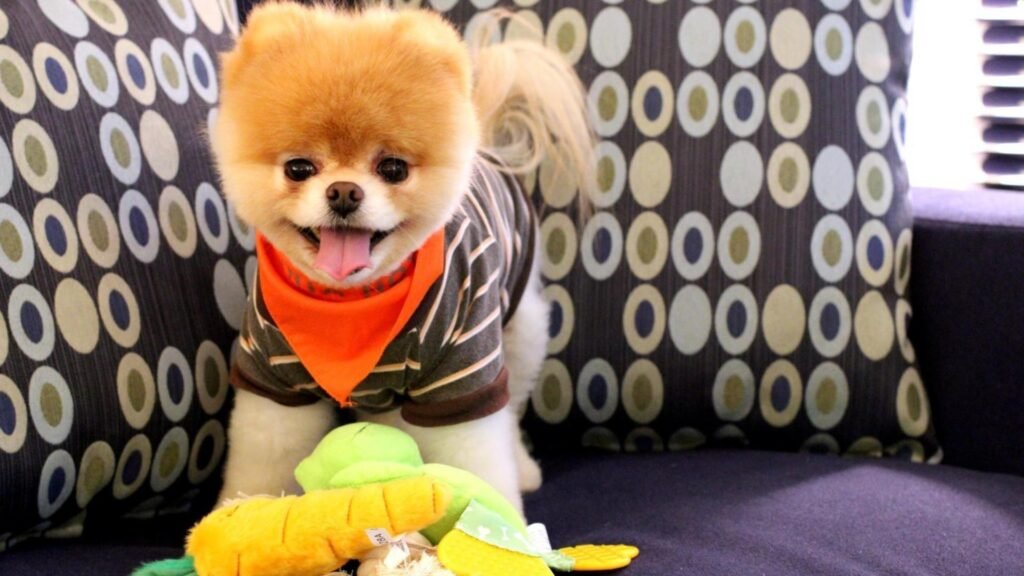 Boo dog wallpapers