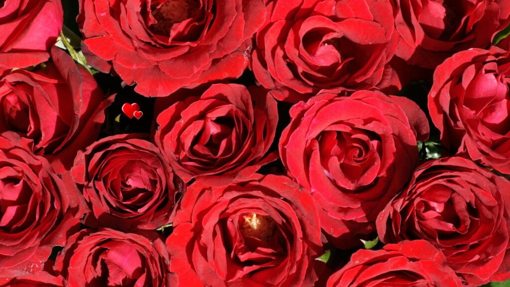 red flowers HD wallpapers