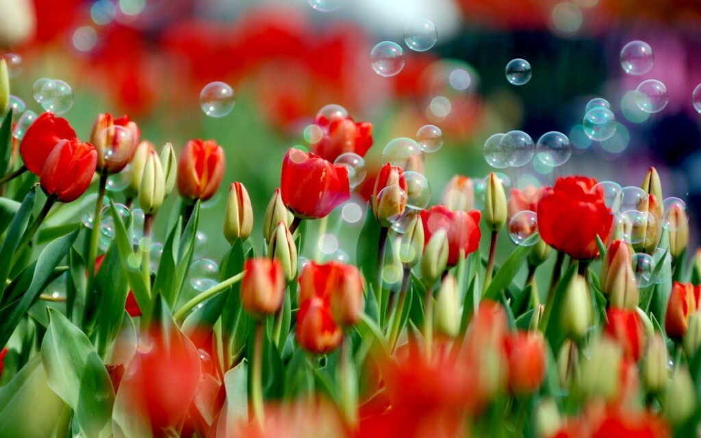 red flower 4K wallpapers