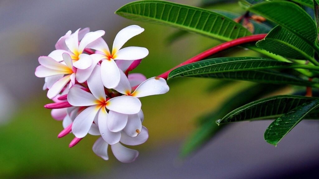 4K flower wallpapers