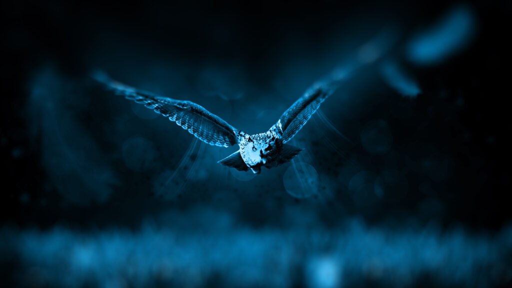 barn owl wallpapers