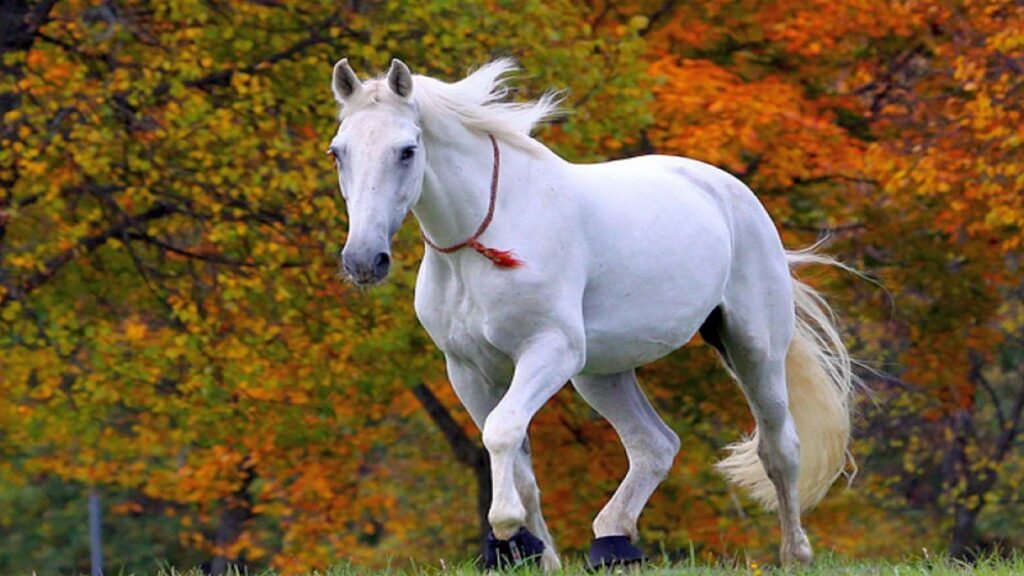 white horse wallpapers