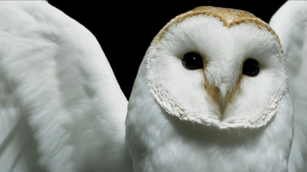 free barn owl images
