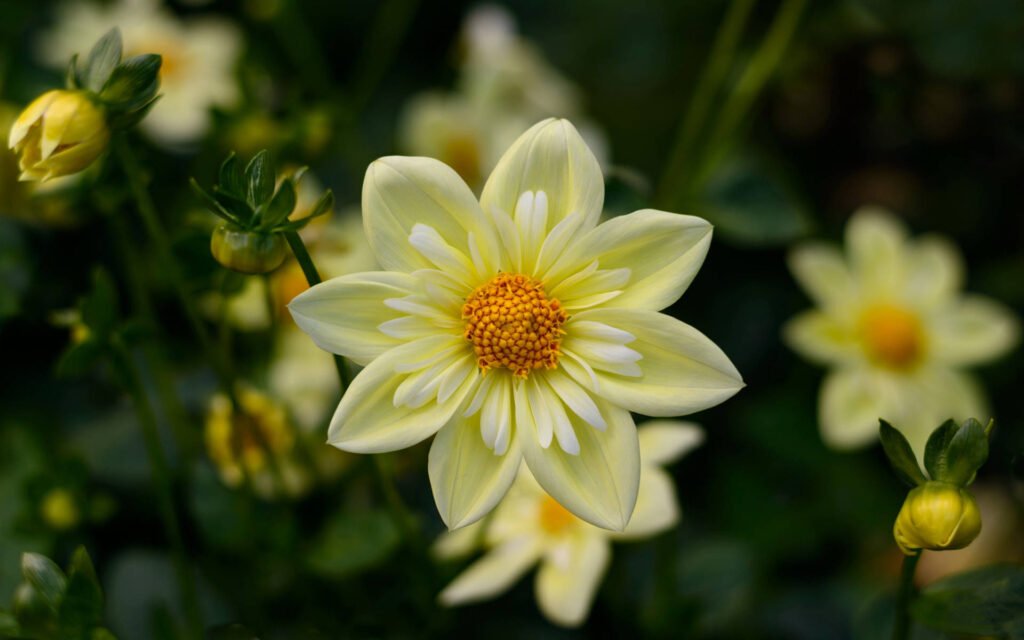 flower wallpapers HD