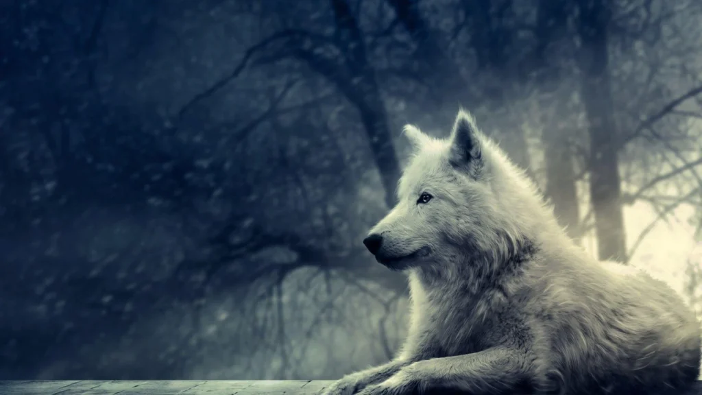 wolf wallpapers