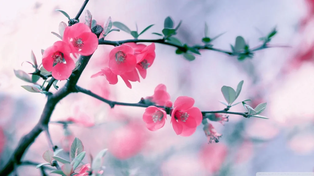 high resolution flower wallpapers