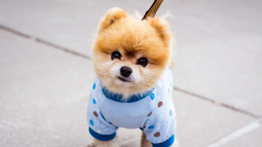 Boo Pomeranian wallpapers