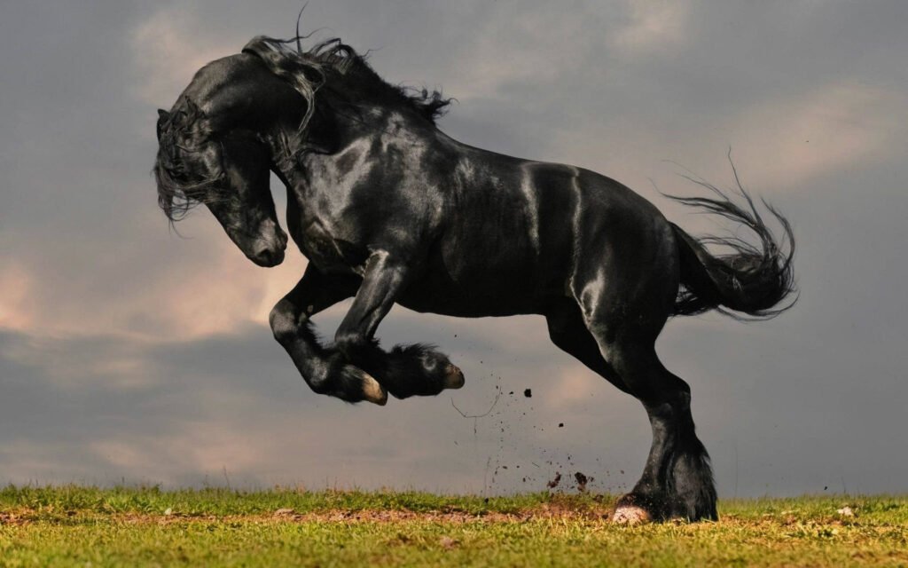 beautiful horse images