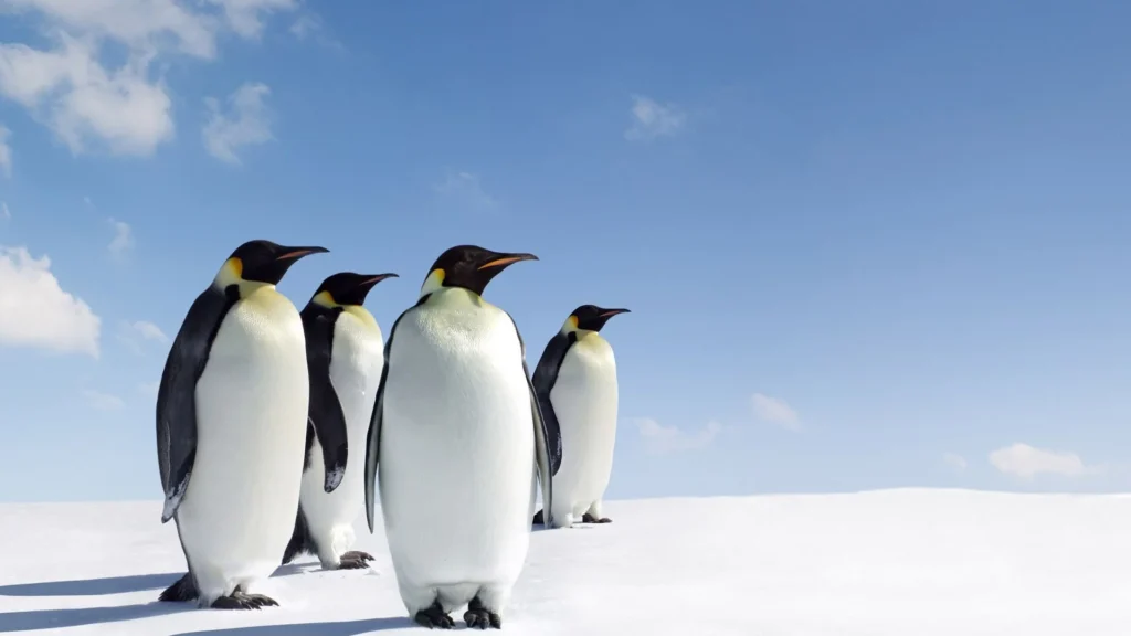 emperor penguin HD wallpapers