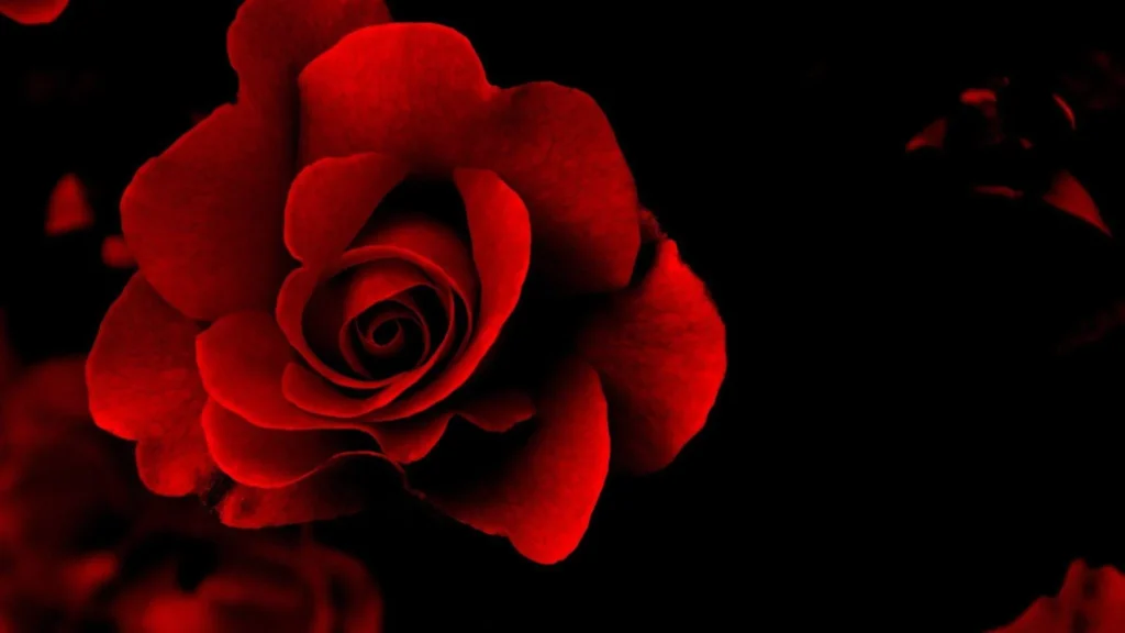 red flower wallpapers