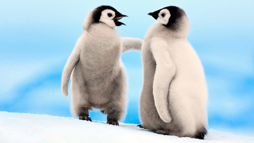 emperor penguin wallpapers