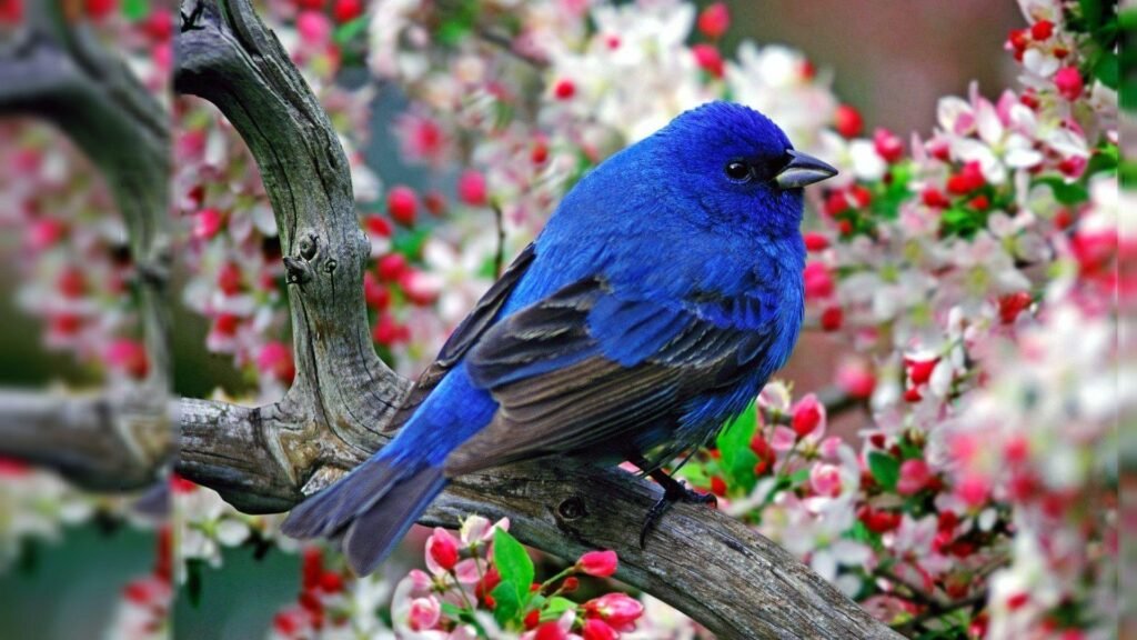 high-resolution bird images