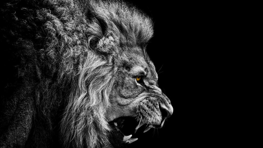 lion HD wallpapers