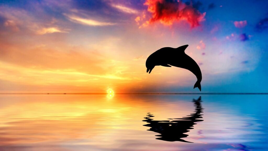dolphin HD wallpapers