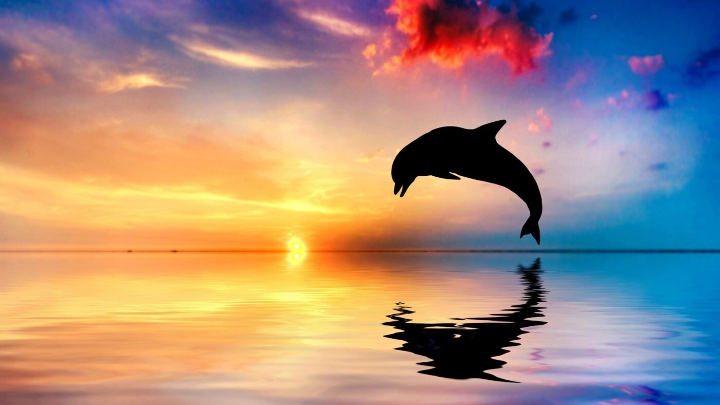 dolphin HD wallpapers