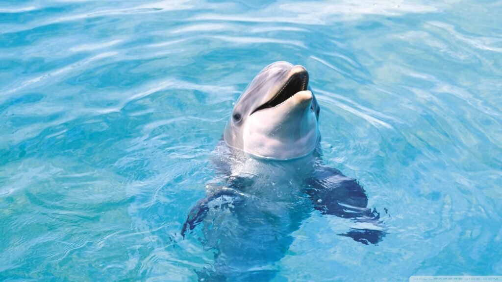 dolphin backgrounds