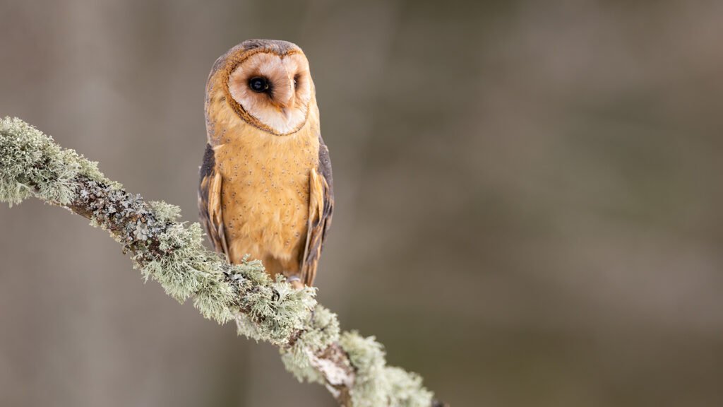 high-resolution barn owl pictures