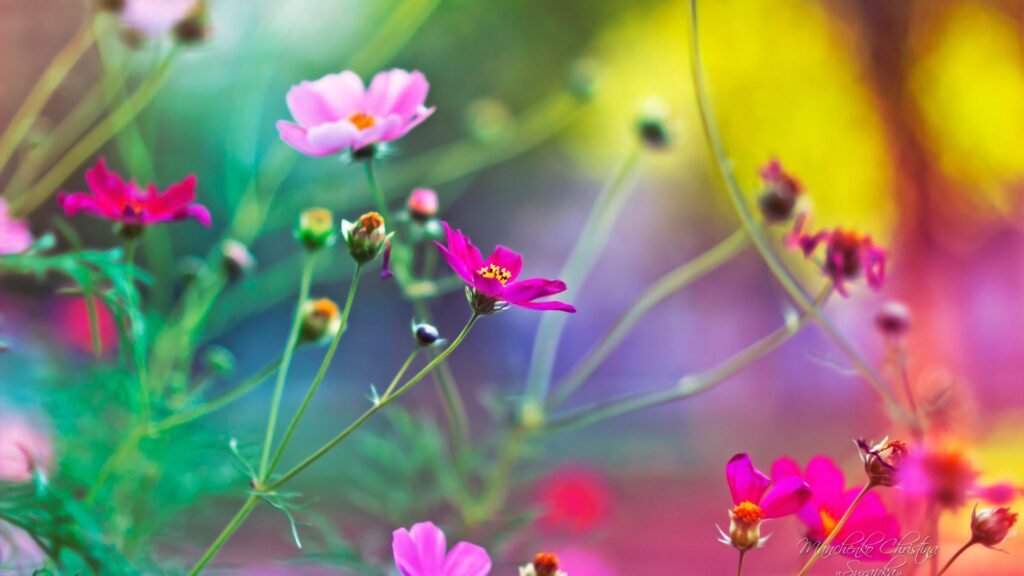 HD flower wallpapers