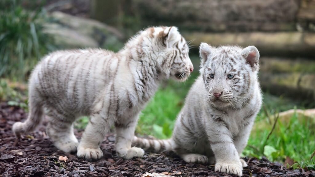 white tiger HD background