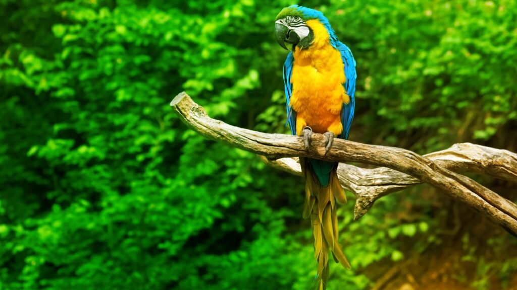 bird HD wallpapers
