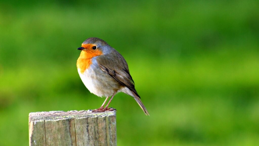 free bird wallpapers