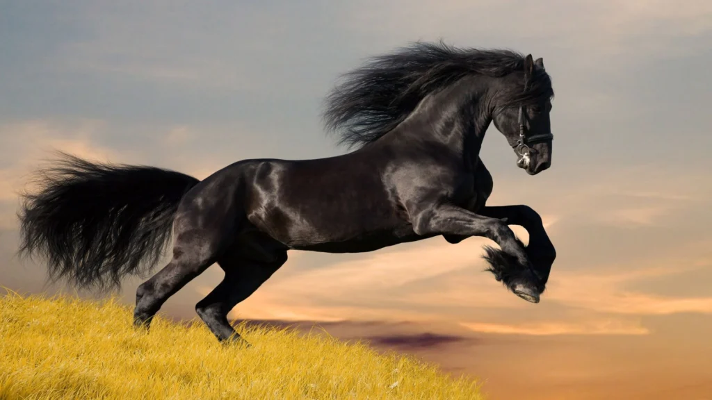 horse HD wallpapers