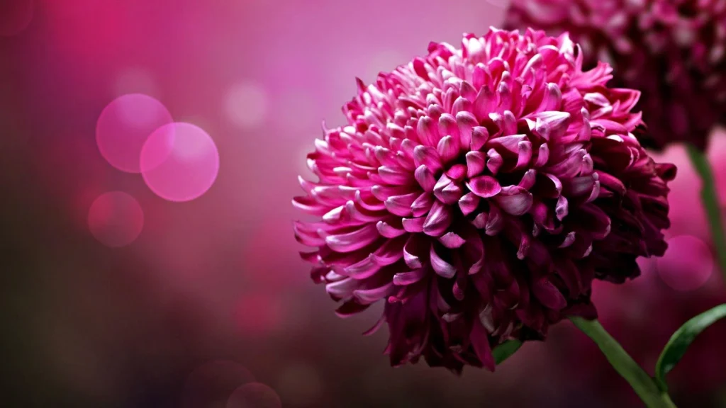 beautiful flower wallpapers