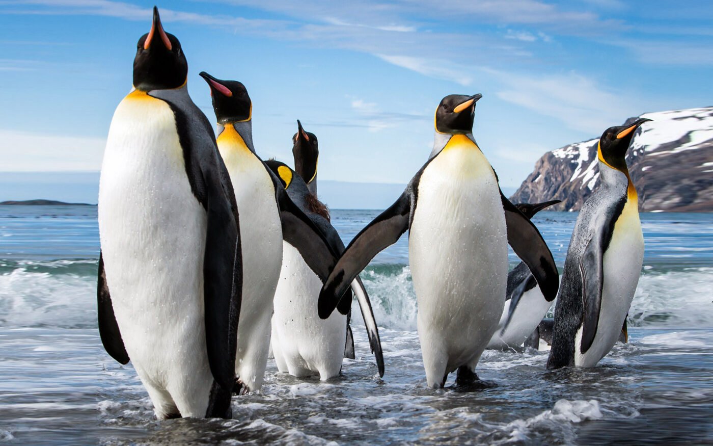 free emperor penguin images