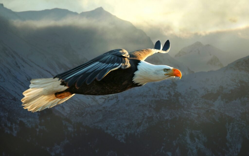 eagle HD wallpapers