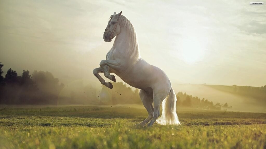 running horse wallpapers