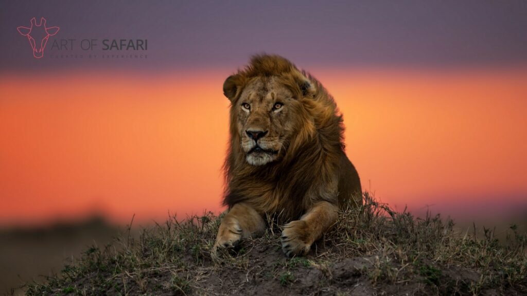 lion 4K wallpapers