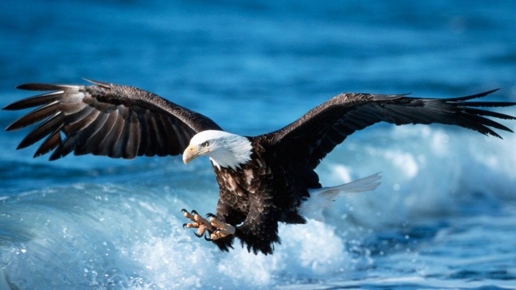 beautiful eagle images