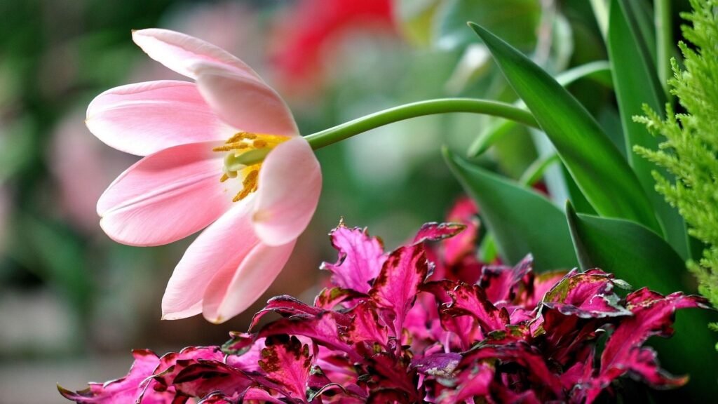 beautiful flowers HD wallpapers