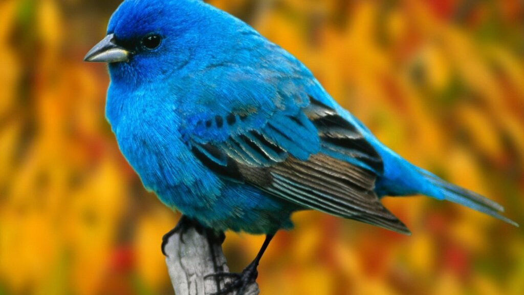 bird pictures HD
