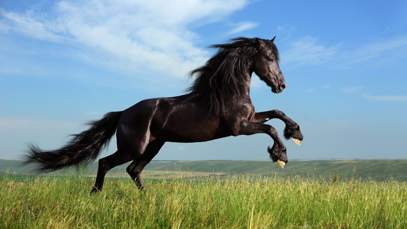 horse desktop wallpapers
