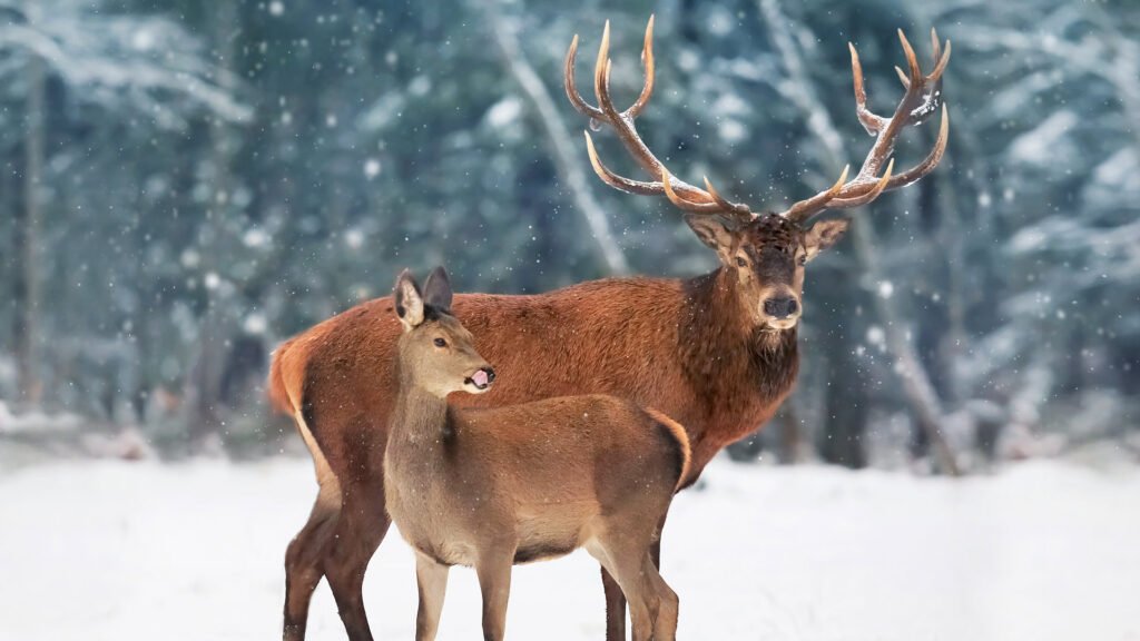 deer HD wallpapers