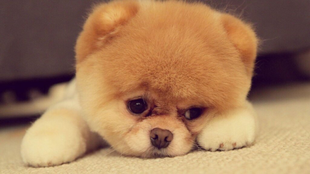 cute Boo dog wallpaper