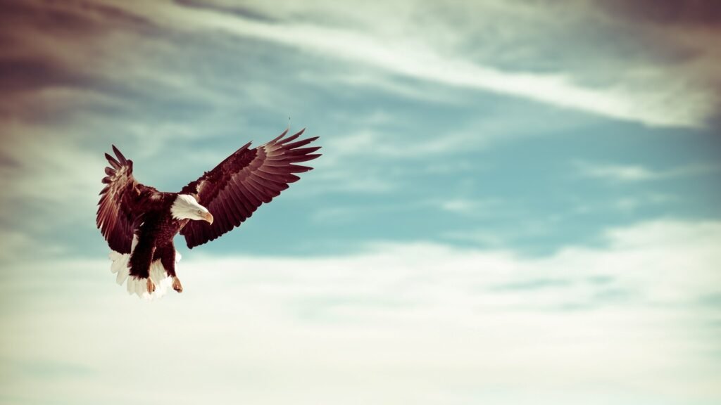 eagle mobile wallpapers