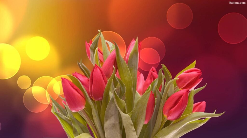 red tulip wallpapers