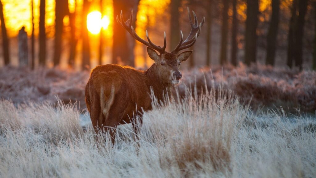 deer mobile wallpapers