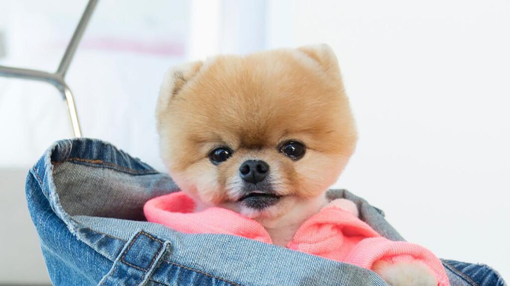 Boo dog HD wallpaper