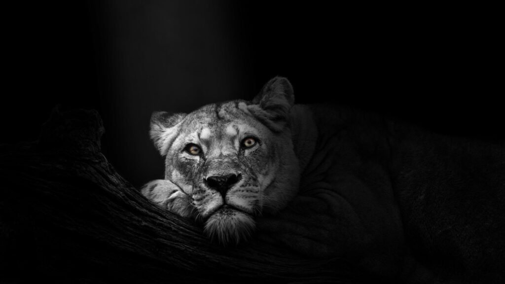 lion computer wallpaper