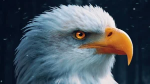 eagle flying in sky