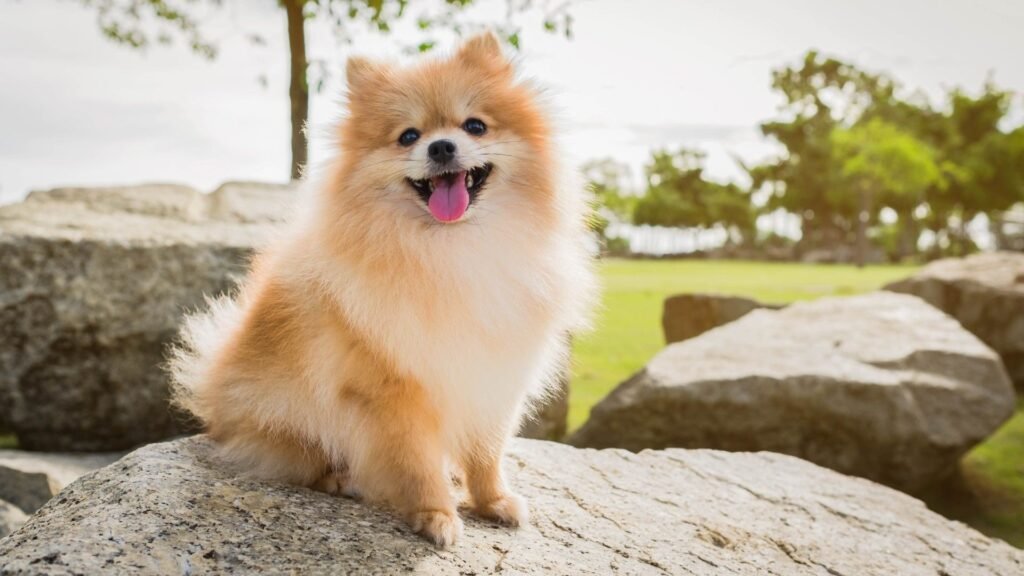 Boo Pomeranian HD wallpaper