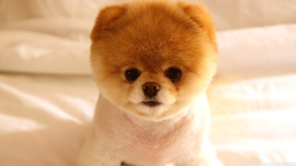 cute dog wallpapers