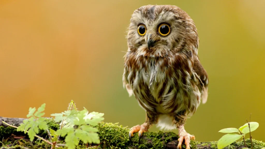 barn owl desktop wallpapers